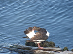 FZ006792 Oystercatcher (Haematopus ostralegus) grooming itself.jpg